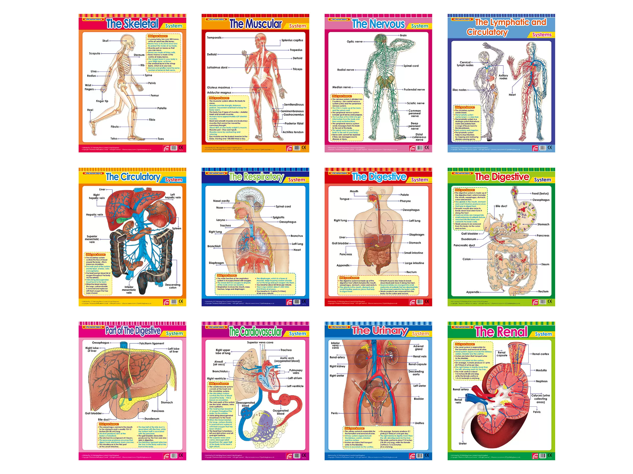 The Human Body 2 (12 Wall Charts) - Educational Wall Chart Pack in